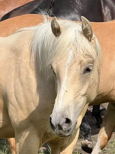Yegua Quarter Horse para Reining, Ranchriding, Ocio