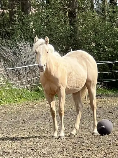 Quarter Horse Stute für Reining, Ranchriding, Freizeit