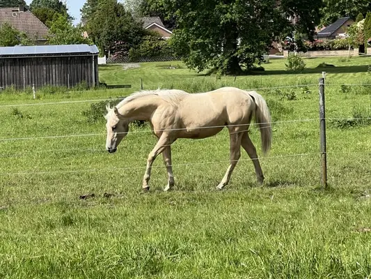 Quarter Horse Stute für Reining, Ranchriding, Freizeit