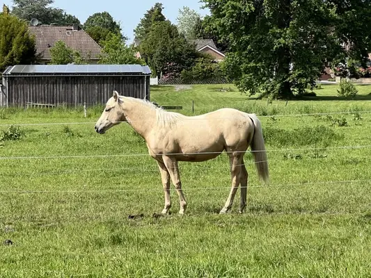 Quarter Horse Stute für Reining, Ranchriding, Freizeit