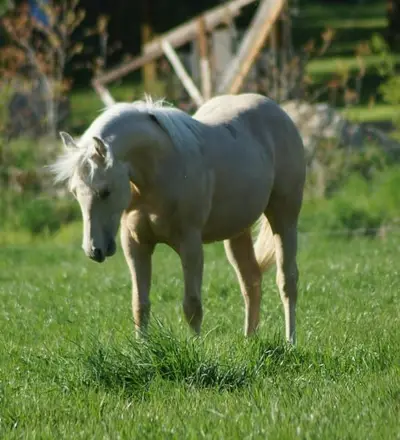 Quarter Horse Stute für Reining, Ranchriding, Freizeit