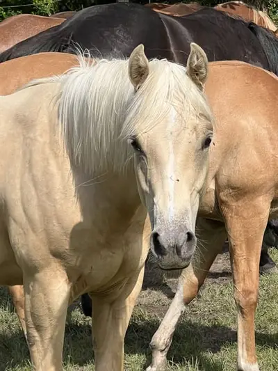 Quarter Horse Stute für Reining, Ranchriding, Freizeit