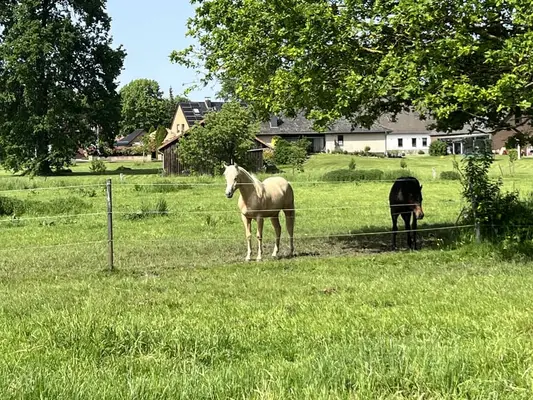 Quarter Horse Stute für Reining, Ranchriding, Freizeit
