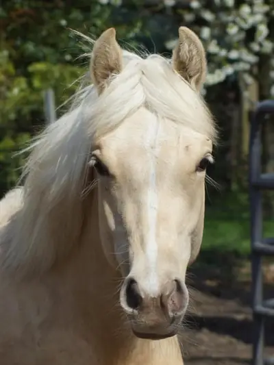 Quarter Horse Stute für Reining, Ranchriding, Freizeit