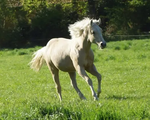 Quarter Horse Stute für Reining, Ranchriding, Freizeit