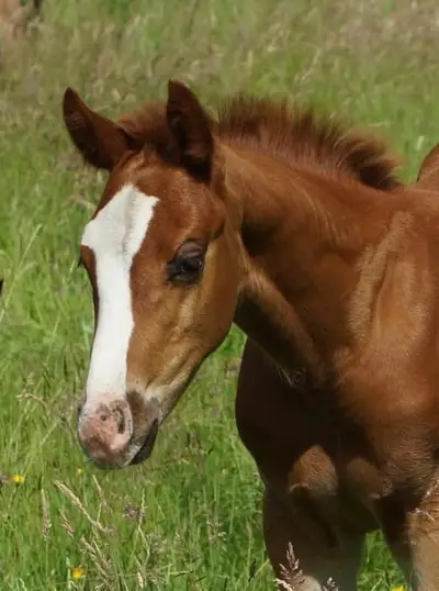 Semental Quarterhorse Reining Futurity prospect por Magnum Chic Dream