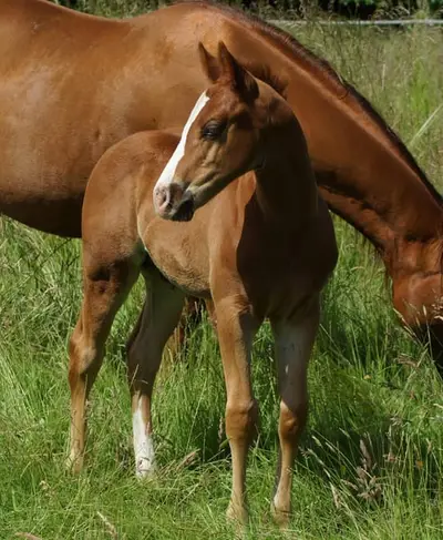 Quarterhorse Hengst Reining Futurityprospect by Magnum Chic Dream