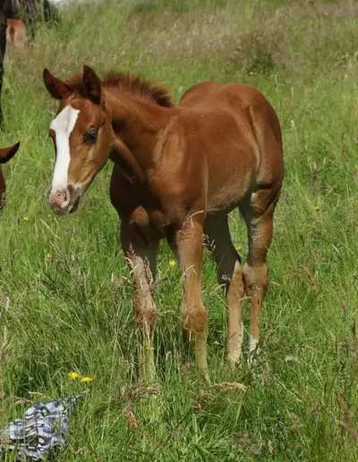 Quarterhorse Hengst Reining Futurityprospect by Magnum Chic Dream