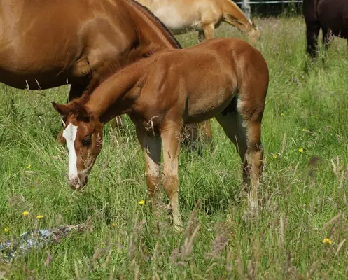 Quarterhorse Hengst Reining Futurityprospect by Magnum Chic Dream