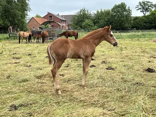 Quarterhorse Hengst Reining Futurityprospect by Magnum Chic Dream