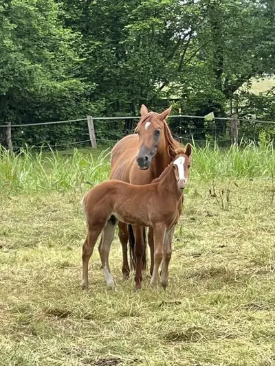 Quarterhorse Hengst Reining Futurityprospect by Magnum Chic Dream