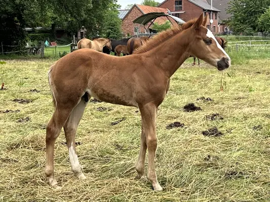 Quarterhorse Hengst Reining Futurityprospect by Magnum Chic Dream