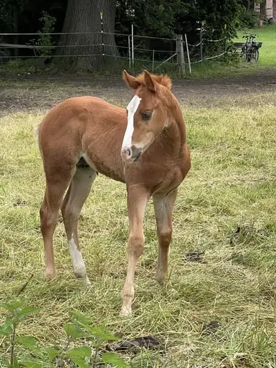 Quarterhorse Hengst Reining Futurityprospect by Magnum Chic Dream