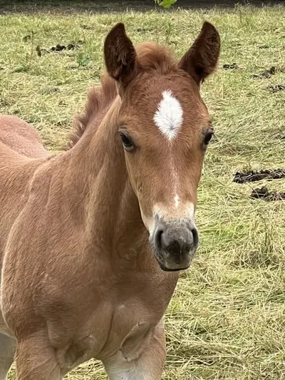 Potro de Cuarto de Milla Prospecto de Cutting Cowhorse Ranchhorse