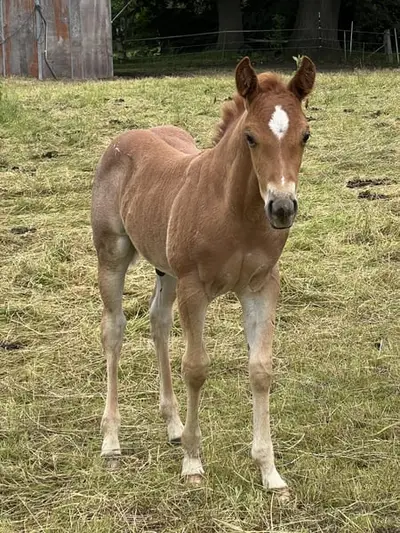 Quarter Horse Hengstfohlen Cutting Cowhorse Ranchhorse Prospekt