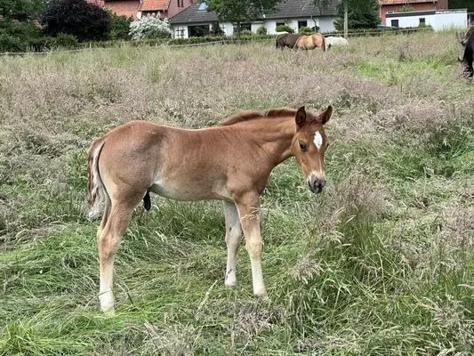 Quarter Horse Hengstfohlen Cutting Cowhorse Ranchhorse Prospekt