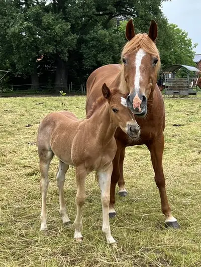 Quarter Horse Hengstfohlen Cutting Cowhorse Ranchhorse Prospekt