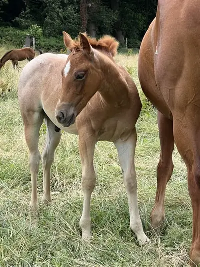 Quarter Horse Hengstfohlen Cutting Cowhorse Ranchhorse Prospekt