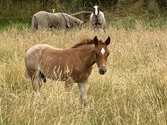 Quarter Horse Hengstfohlen Cutting Cowhorse Ranchhorse Prospekt