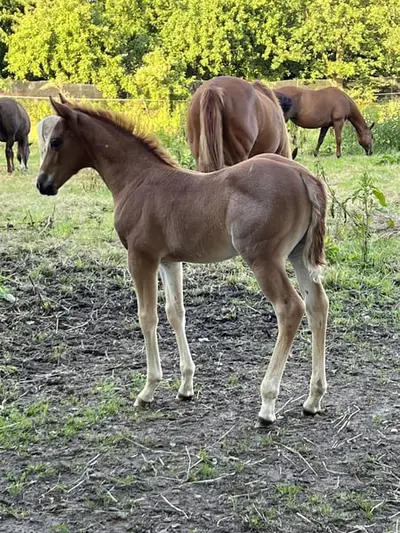 Quarter Horse Hengstfohlen Cutting Cowhorse Ranchhorse Prospekt