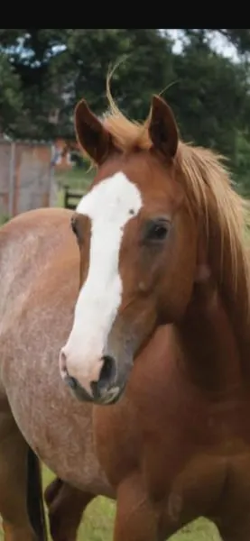 Quarter Horse Wallach zum Spass haben für Freizeit mit Handycap