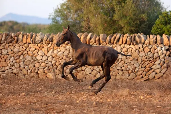 PRE stallion for sale