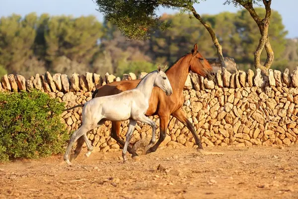 PRE gelding for sale