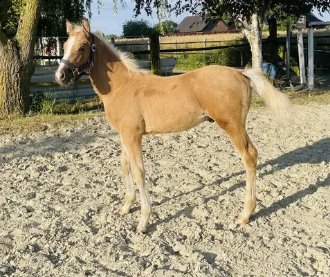 Bildschönes Bewegungsstarkes Hengstfohlen mit Top Abstammung