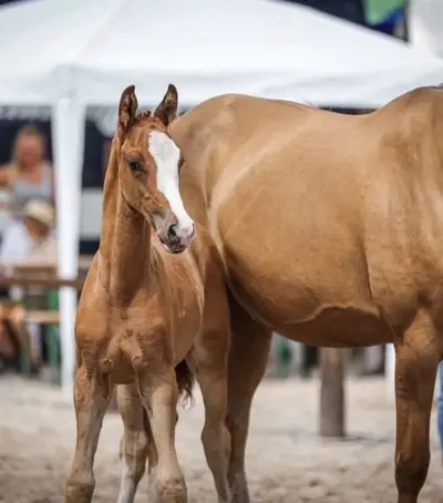 Championatsfohlen mit Ausnahmequalität und Spitzenabstammung