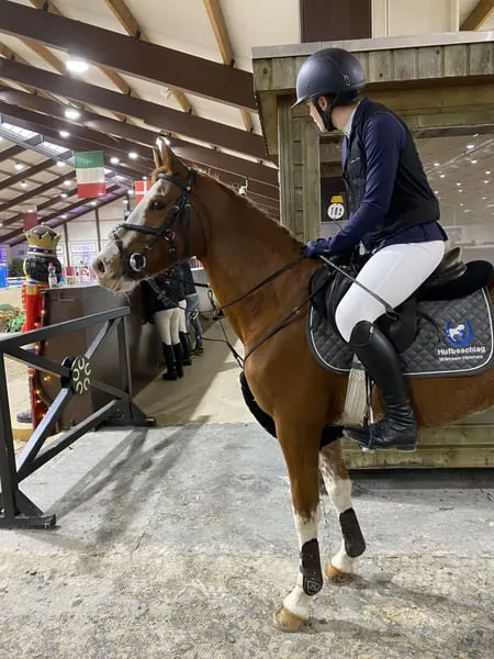 Charmanter Springponywallach sucht sein Herzenszuhause