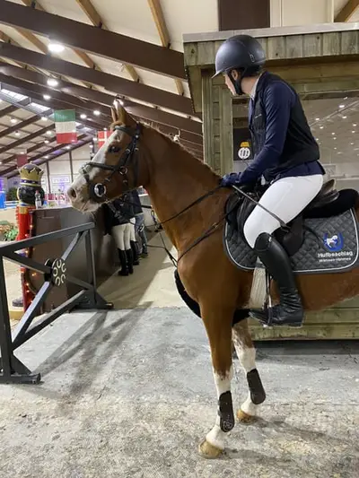 Charmanter Springponywallach sucht sein Herzenszuhause