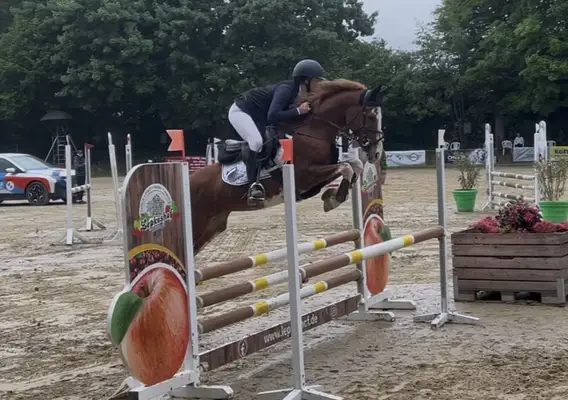 Charmanter Springponywallach sucht sein Herzenszuhause