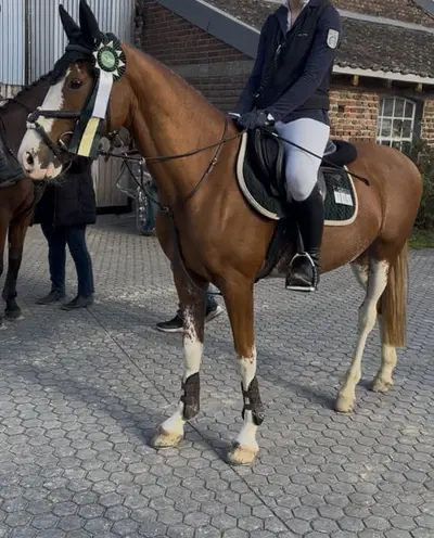 Charmanter Springponywallach sucht sein Herzenszuhause