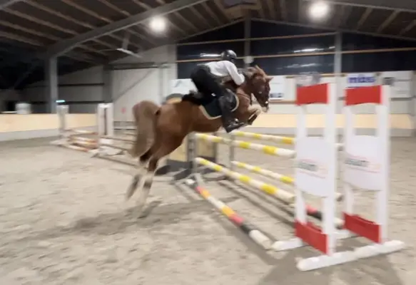 Charmanter Springponywallach sucht sein Herzenszuhause