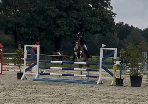Charmanter Springponywallach sucht sein Herzenszuhause