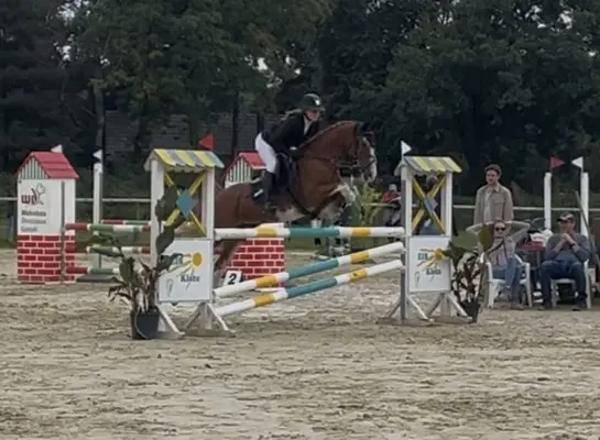 Charmanter Springponywallach sucht sein Herzenszuhause