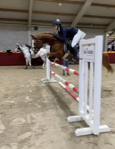 Charmanter Springponywallach sucht sein Herzenszuhause