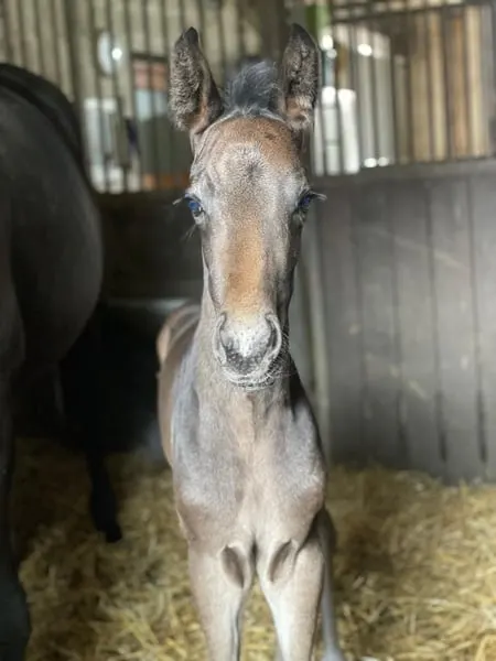 Hengstfohlen von Secret x San Remo x Likoto XX