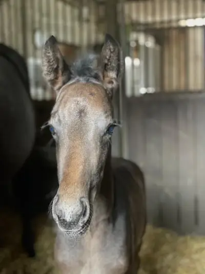 Hengstfohlen von Secret x San Remo x Likoto XX