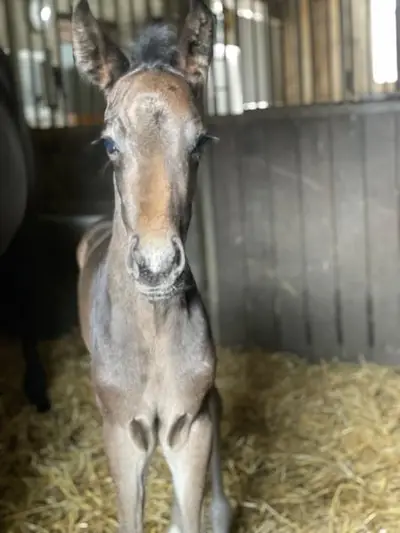 Hengstfohlen von Secret x San Remo x Likoto XX