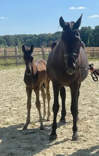 Hengstfohlen von Secret x San Remo x Likoto XX