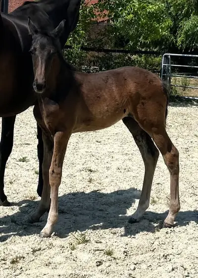 Hengstfohlen von Secret x San Remo x Likoto XX