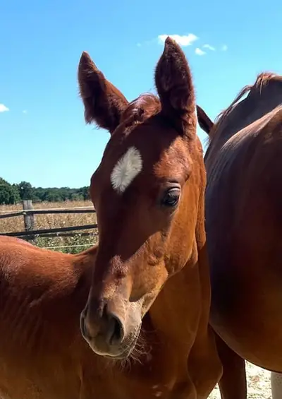 Elegant Filly by Escaneno
