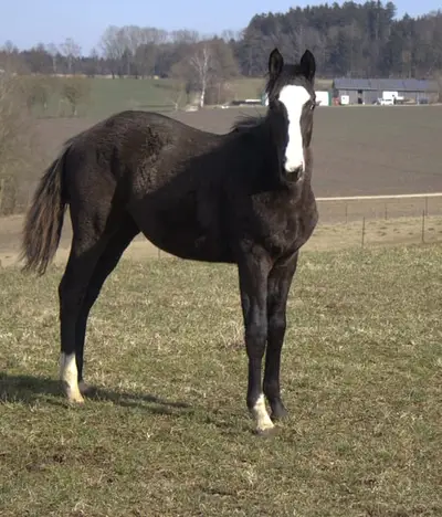 Hijo deportivo de Tecumseh