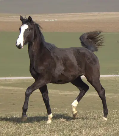 Sportlicher Sohn des Tecumseh