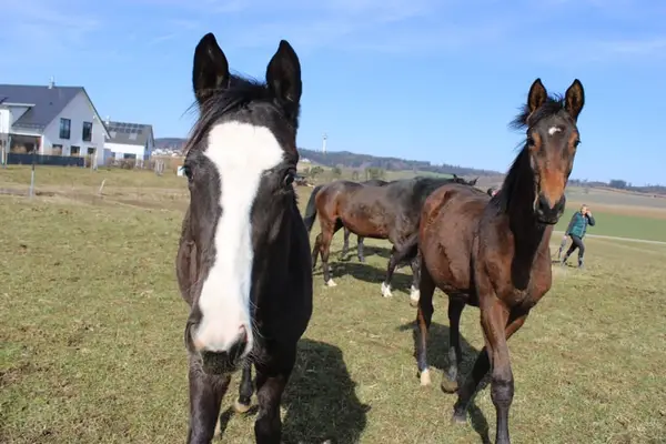 Sportlicher Sohn des Tecumseh