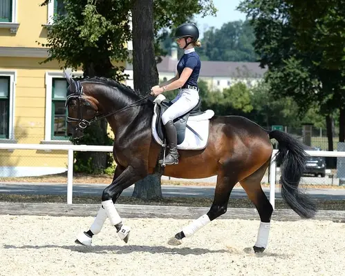 Semental Trakehner deportivo y de tipo (a. W. castrado)