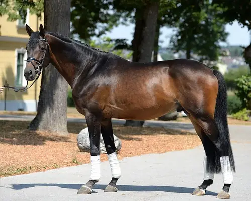 Sportlicher typvoller Trakehner Hengst ( a.W. Wallach )