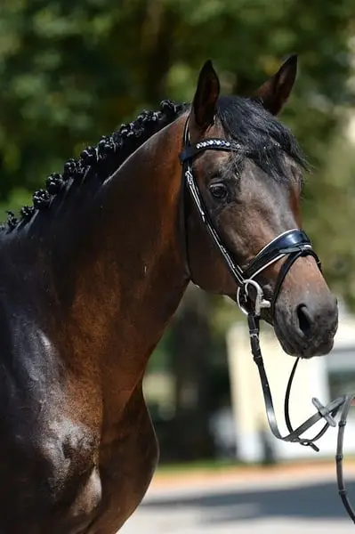 Sportlicher typvoller Trakehner Hengst ( a.W. Wallach )