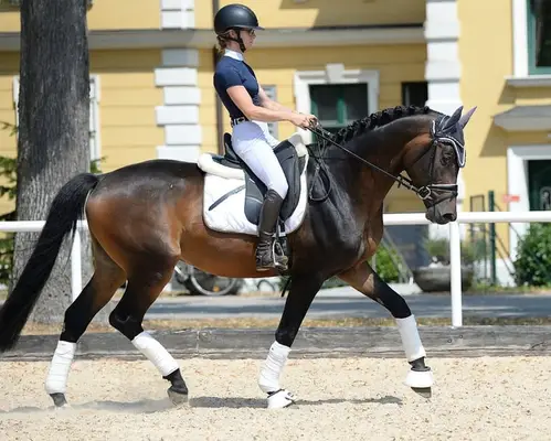 Sportlicher typvoller Trakehner Hengst ( a.W. Wallach )